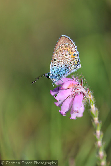 Silver-studded blue butterfly in the New Forest
