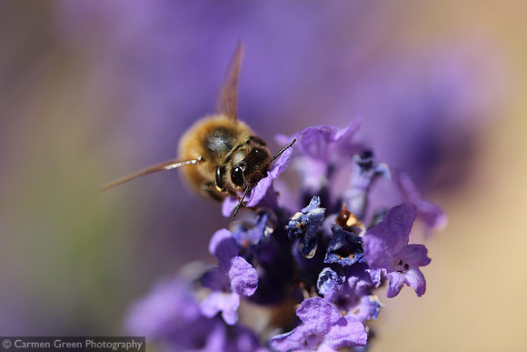 Honeybee on the lavender