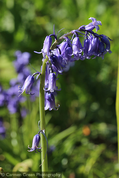 Bluebells in Spring