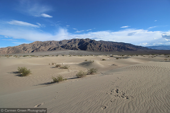 Mesquite Sand Dunes