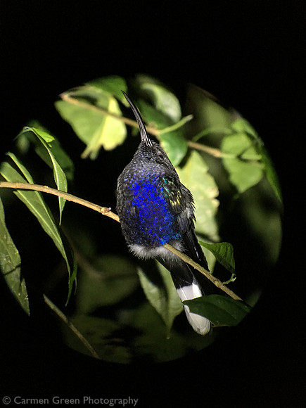 Violet sabrewing