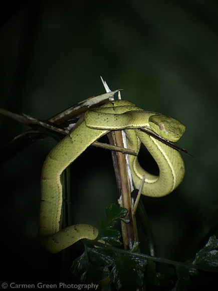 Side-striped palm pitviper