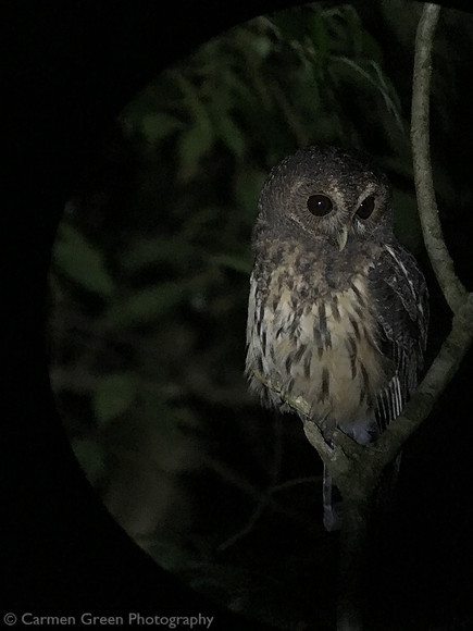 Mottled owl