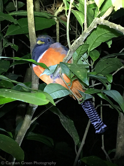 Orange-bellied trogon