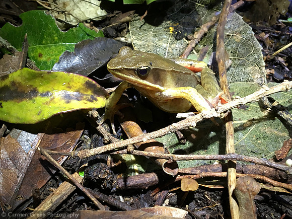 Brilliant forest frog