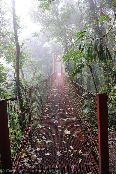 Monteverde Cloud Forest Biological Preserve suspension bridge