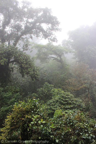 Monteverde Cloud Forest