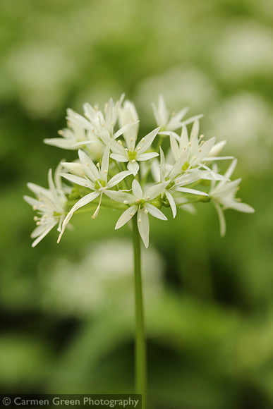 Wild Garlic in Cheddar Woods, Somerset