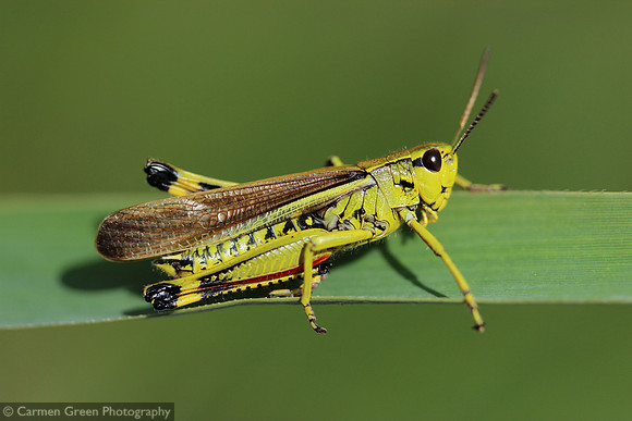 Large marsh grasshopper in the New Forest National Park