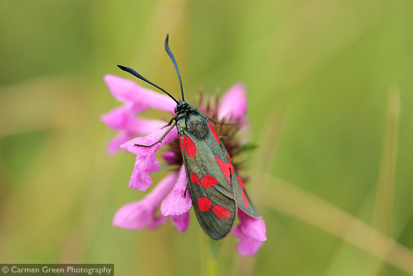 Six-spot burnet moth at St Catherine's Hill Nature Reserve, Winchester