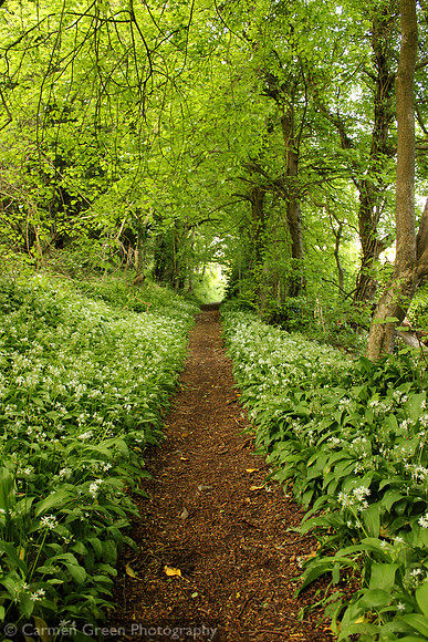Woodland path bounded by wild garlic in Cheddar Woods, Somerset
