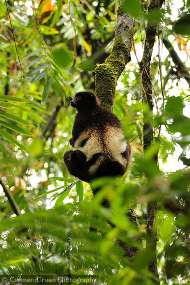 Milne-Edward's sifaka, Ranomafana National Park, Madagascar