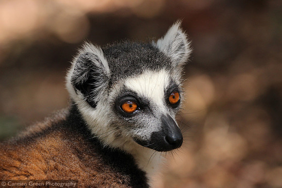Ring-tailed lemur at Isalo National Park