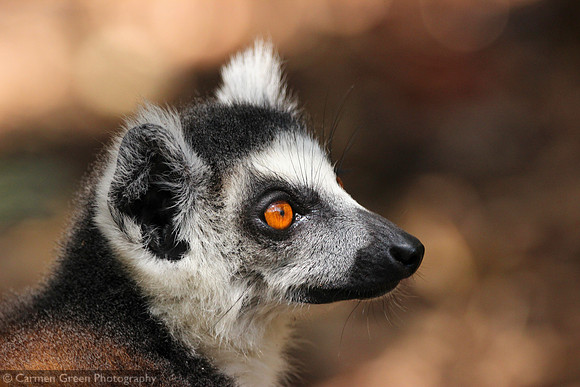 Ring-tailed lemur at Isalo National Park