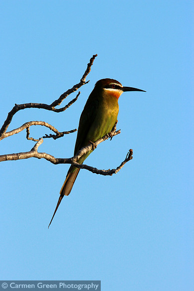 Madagascar bee-eater near Ifaty, Madagascar