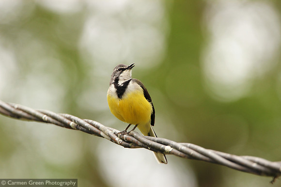 Madagascar wagtail at Andasibe-Mantadia National Park, Madagascar