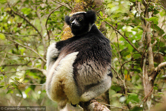 Indri, Analamazoatra Special Reserve, Andasibe-Mantadia, Madagascar