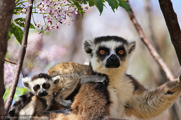Mother and baby ring-tailed lemurs at Anja Community Reserve, Madagascar