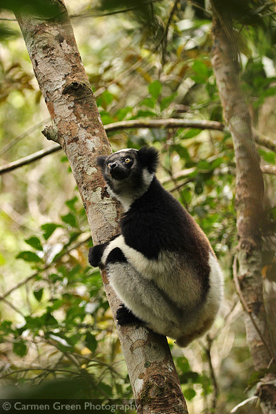 Indri, Analamazoatra Special Reserve, Andasibe-Mantadia, Madagascar