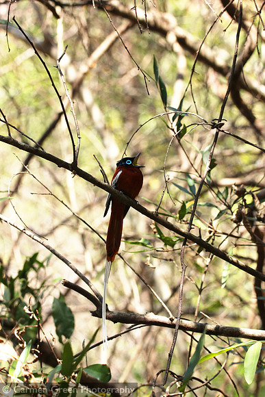 Madagascar paradise flycatcher
