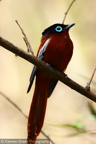 Madagascar paradise flycatcher