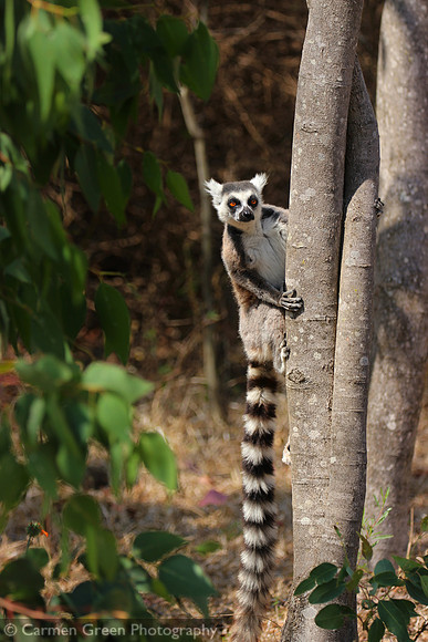 Ring-tailed lemur at Anja Community Reserve, Madagascar