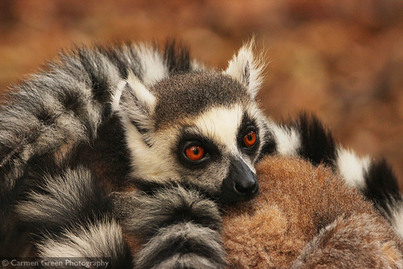 Ring-tailed lemur at Isalo National Park, Madagascar