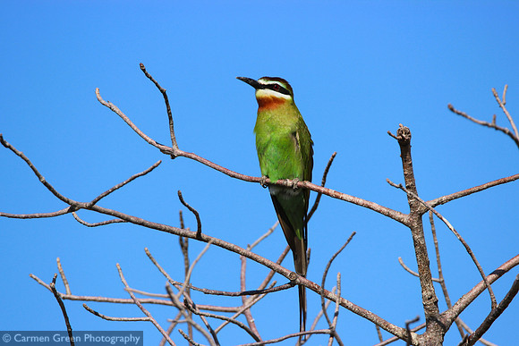 Madagascar bee-eater near Ifaty, Madagascar