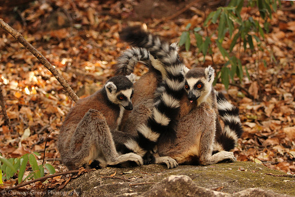 Ring-tailed lemurs at Isalo National Park, Madagascar