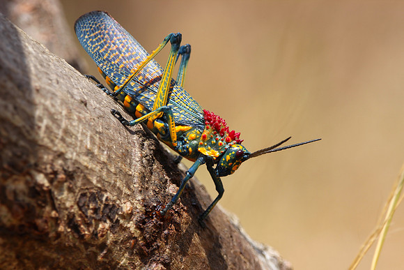 Rainbow milkweed grasshopper, Anja Community Reserve, Madagascar