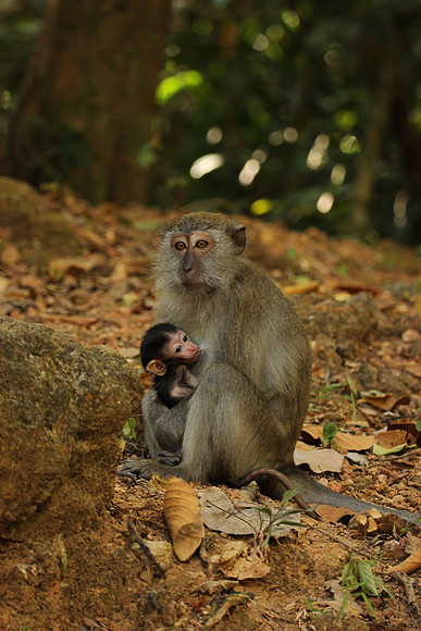 Mother and baby long-tailed macaque, Langkawi