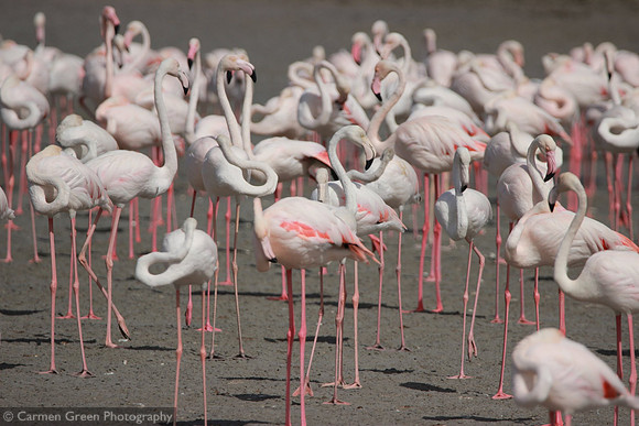 Flamingos at Ras al Khor wildlife sanctuary, Dubai