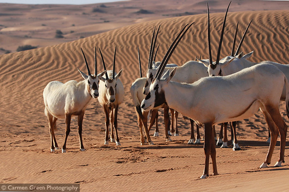 Arabian oryx at Dubai Desert Conservation Reserve, UAE