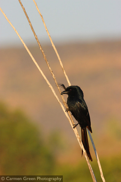 Crested drongo, Tulear, Madagascar