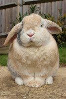 Dwarf lop rabbit