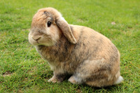 Dwarf lop rabbit