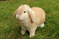 Dwarf lop rabbit