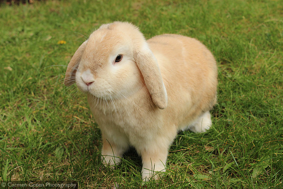 Dwarf lop rabbit