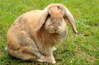 Dwarf lop rabbit