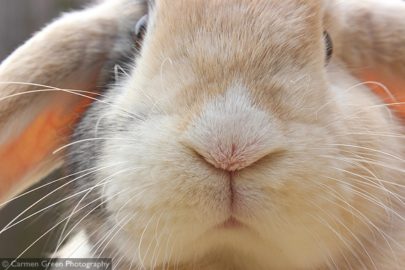 Rabbit face close up
