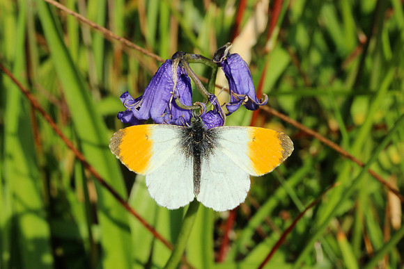 Orange-tip butterfly on bluebells