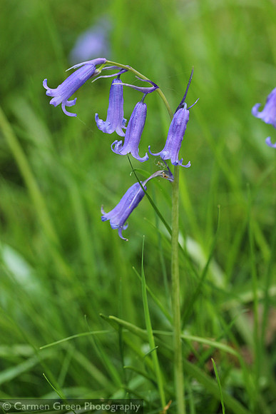 Bluebells in Hampshire