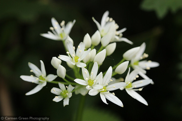 Wild Garlic in Hampshire