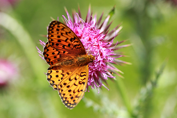 Dark green fritillary, Fontmell Down, Dorset