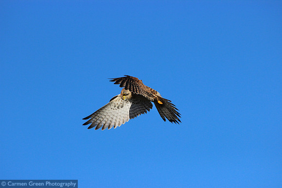 Kestrel hovering over Southmoor HIWWT Nature Reserve, Hampshire