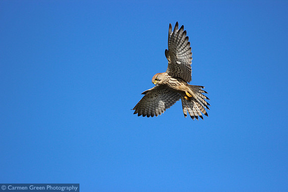 Kestrel hovering over Southmoor HIWWT Nature Reserve, Hampshire