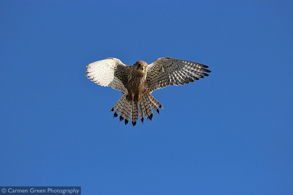 Kestrel hovering over Southmoor HIWWT Nature Reserve, Hampshire