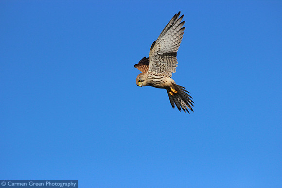 Kestrel hovering over Southmoor HIWWT Nature Reserve, Hampshire