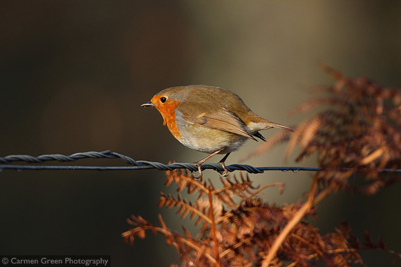 Robin at Denny Wood, New Forest