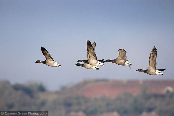 Brent geese flying over Farlington Marshes HIWWT Nature Reserve, Hampshire